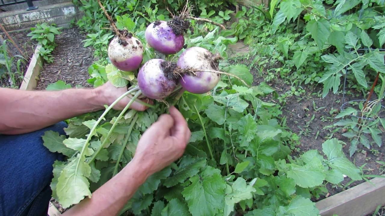 Turnips and Rutabagas