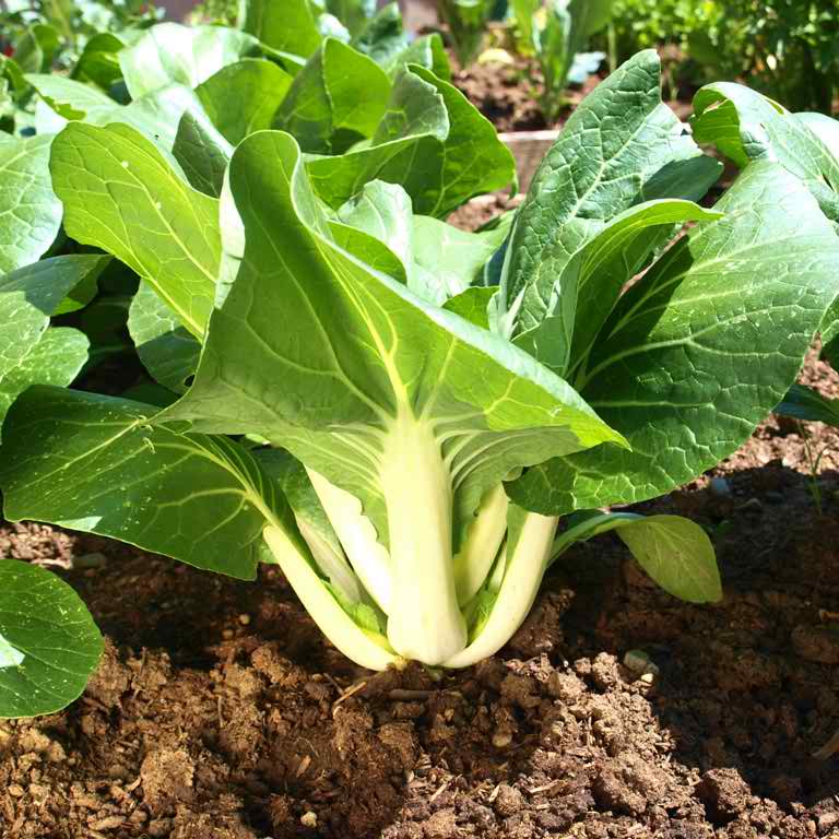 Bok Choy