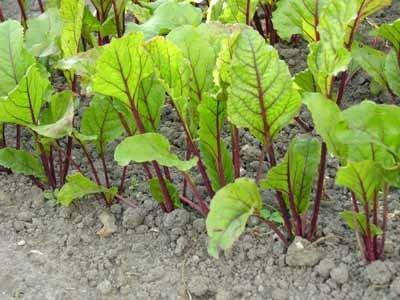 Heirloom Beet Seeds