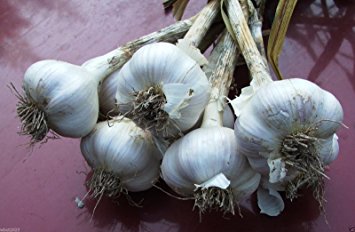 Garlic