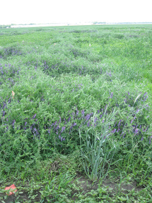 Green Manure & Ground Cover