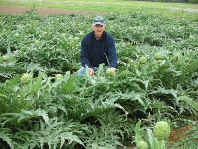 Heirloom Artichoke Seeds (Plant a few or an Acre!)