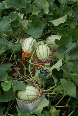 Heirloom Melons