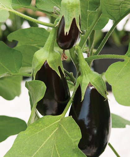 Eggplant