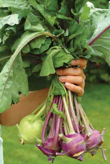 Kohlrabi