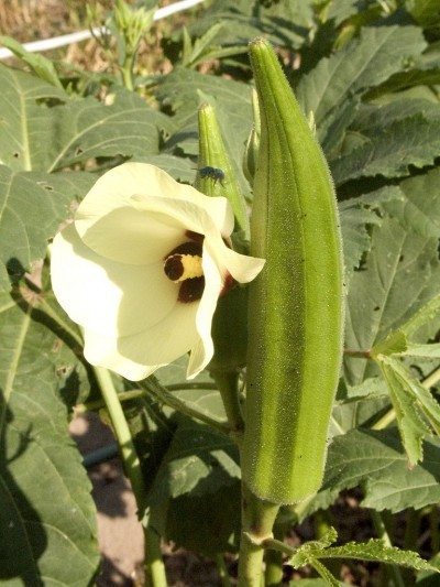 Okra