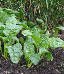 Swiss Chard