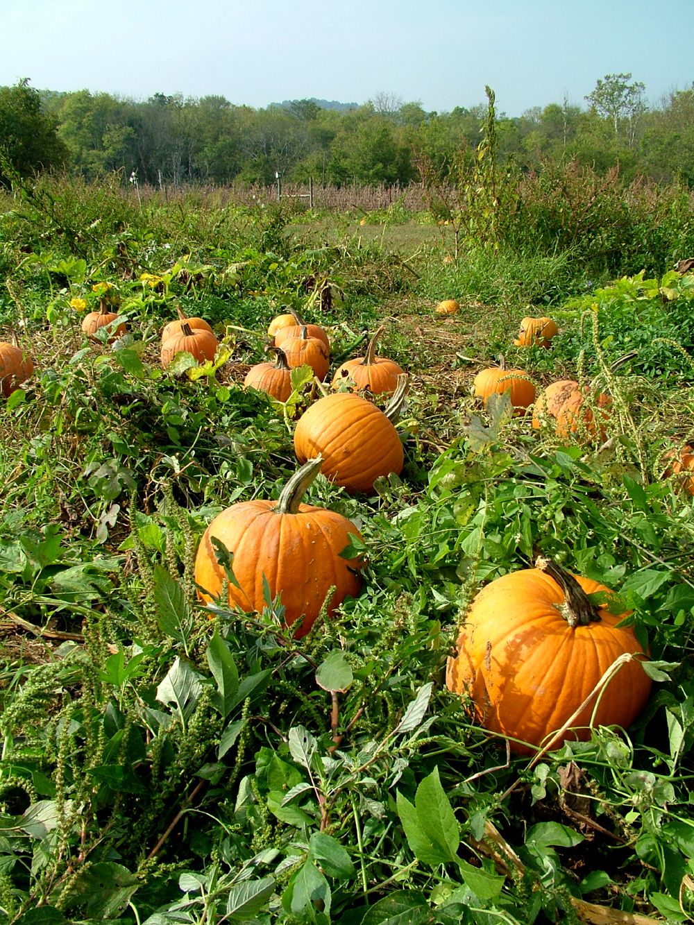 Pumpkin (Small to Big, Orange to White)