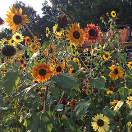 sunflowers