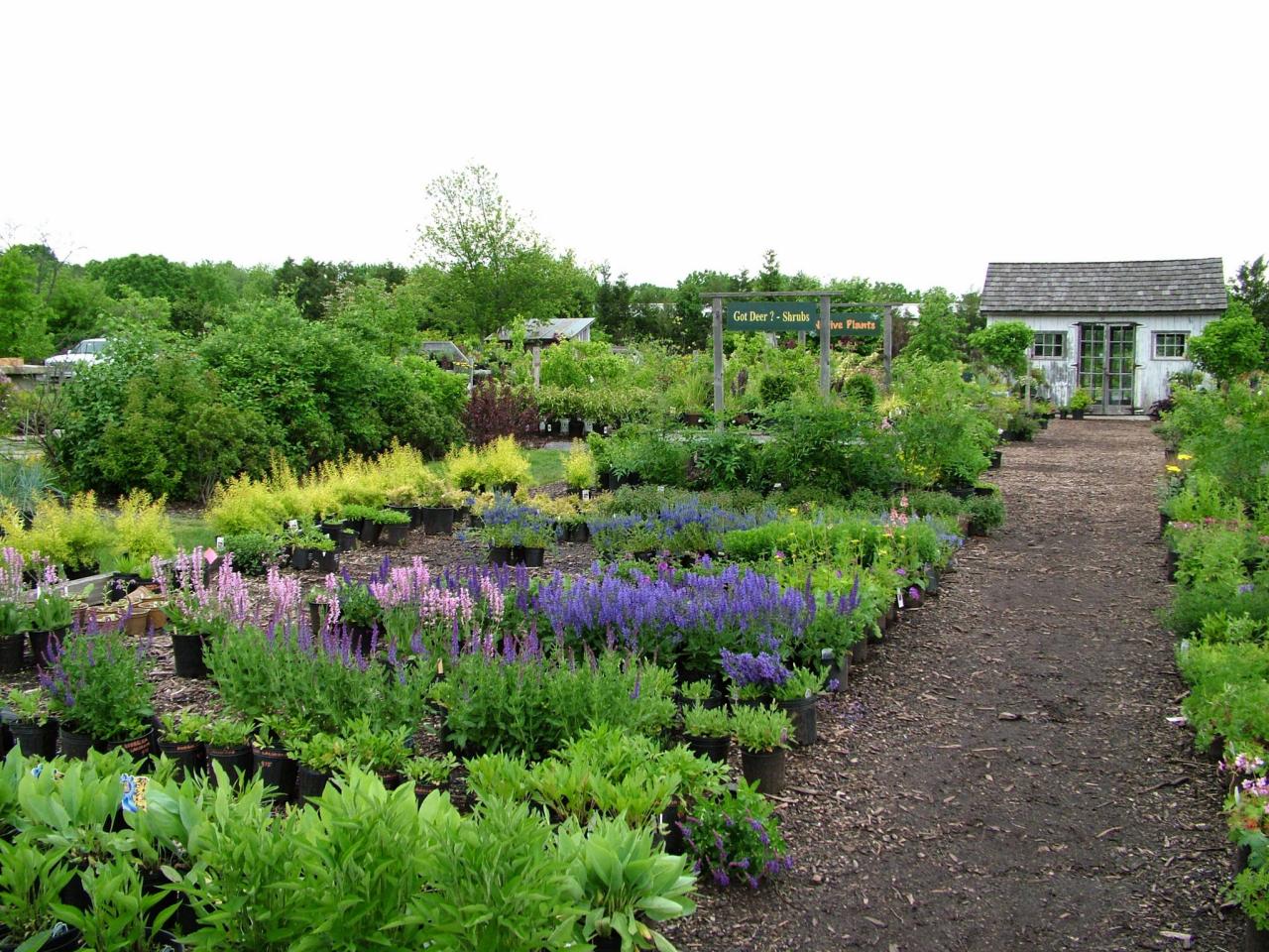 Garden center. Community garden seeds