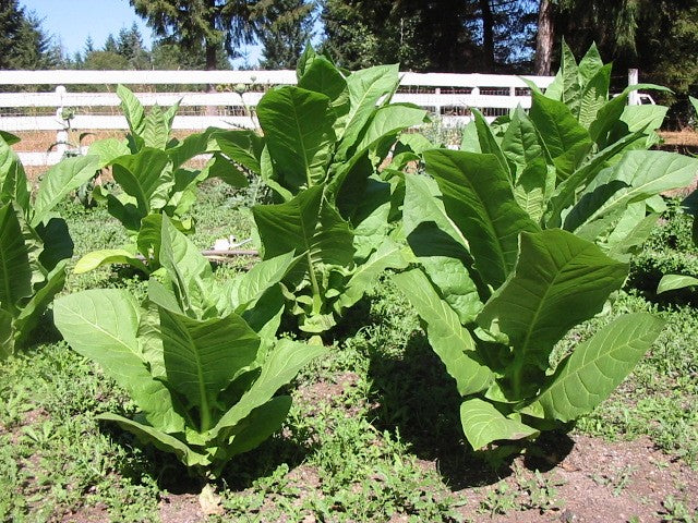 Heirloom tobacco