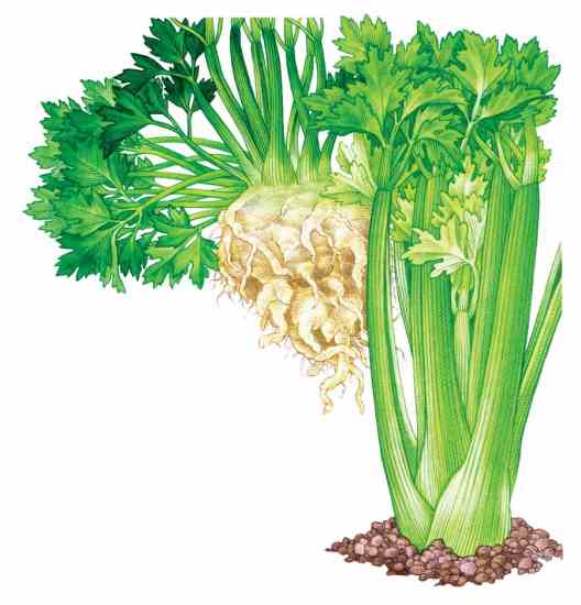 Celery--all Heirloom!