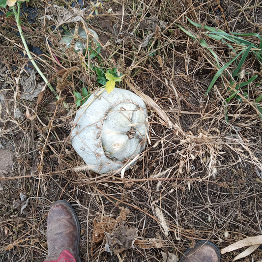 Ute Winter Squash