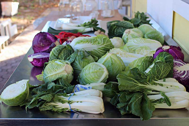 Heirloom cabbage mix 250 seeds