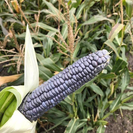 Black Aztec corn