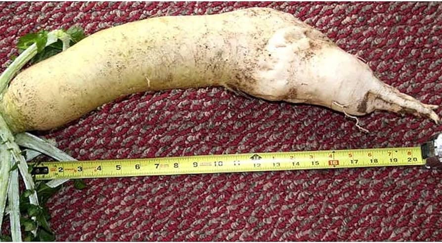 Ground hog radish