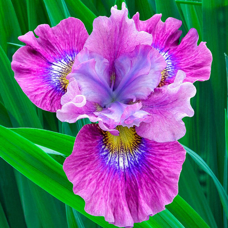 Siberian Iris mix colors