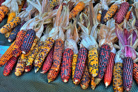 Heirloom corn mix