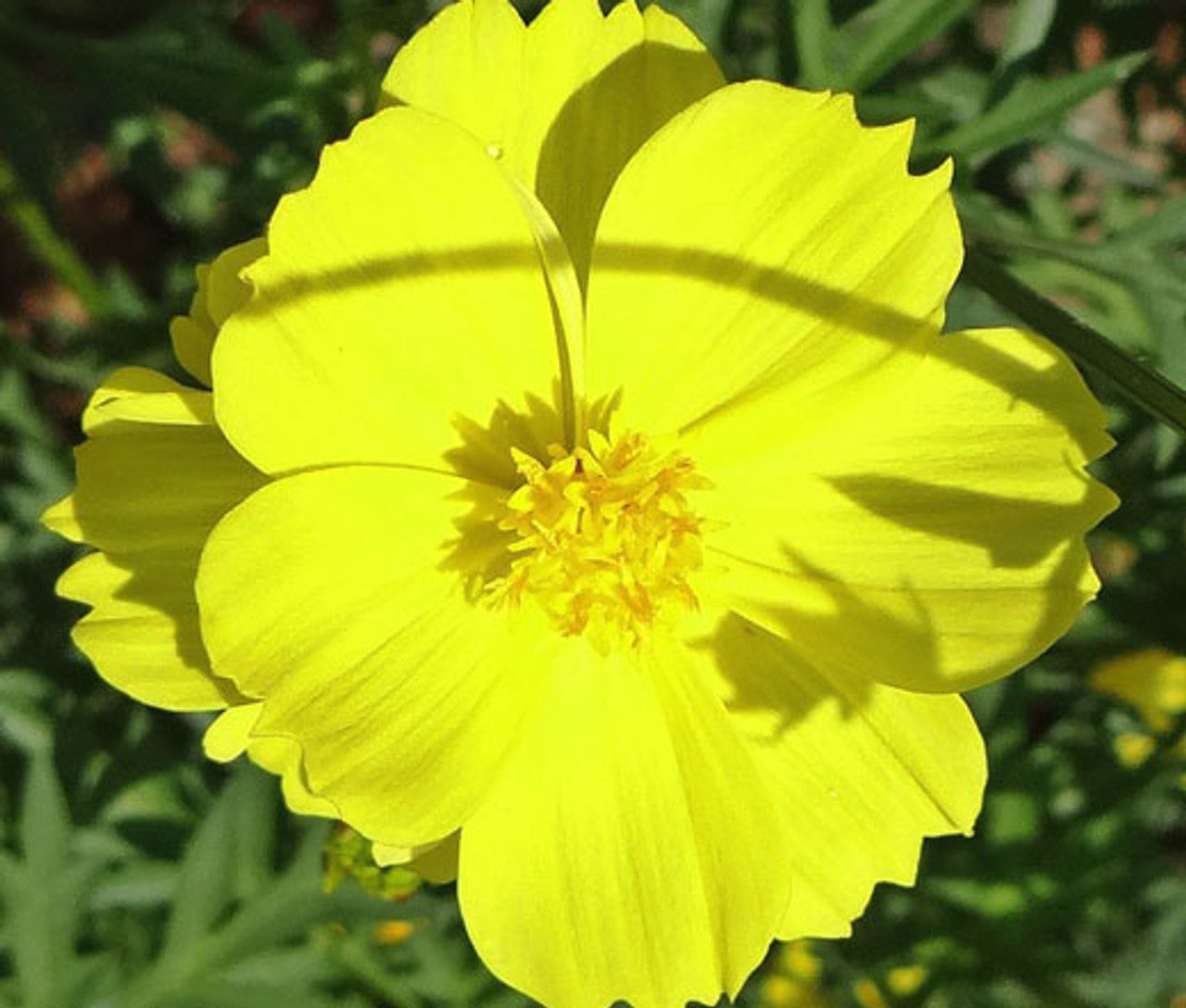 Dwarf yellow cosmos