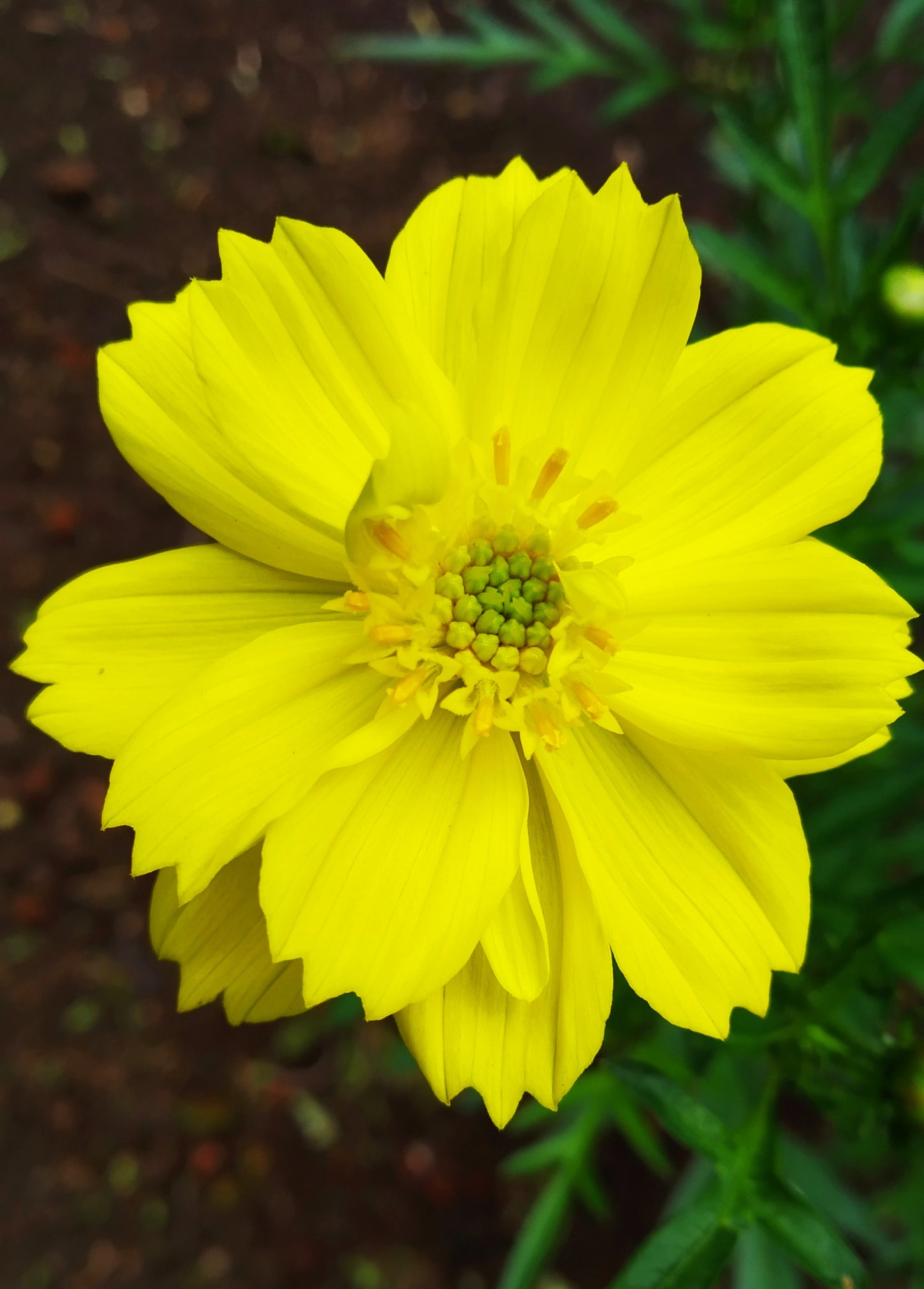 Dwarf yellow cosmos