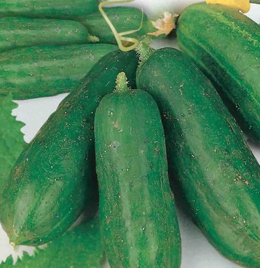 Early Russian cucumber