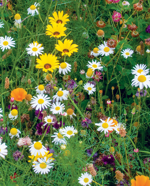 Dry land wildflower mix