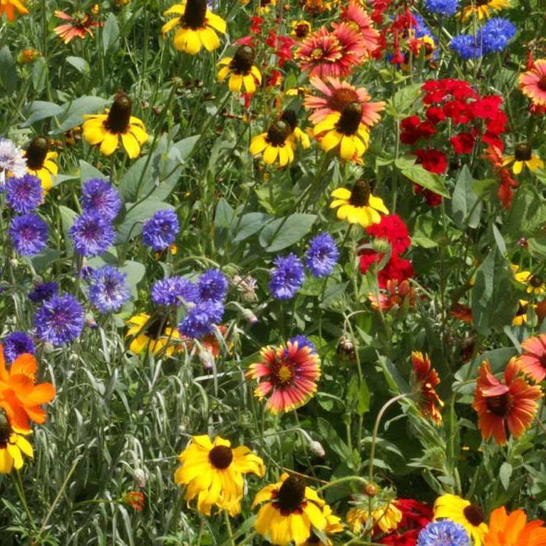 Dry land wildflower mix