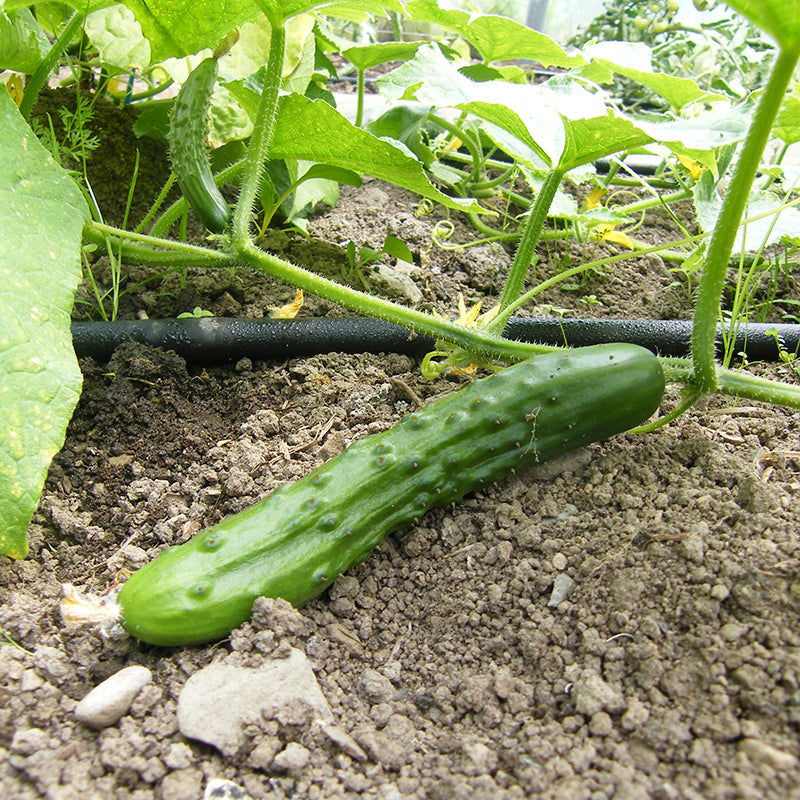 Early Russian cucumber