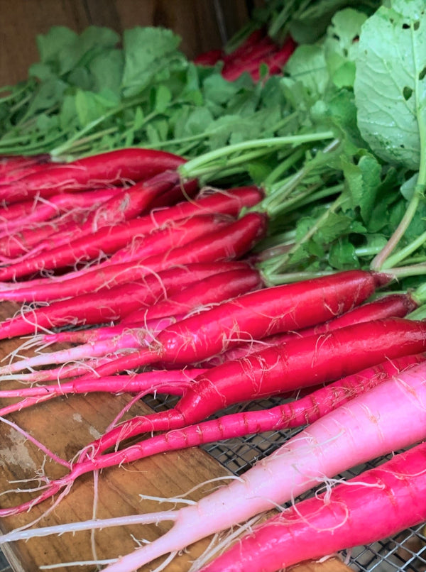 Fire candle radish