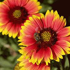 Indian blanket flower