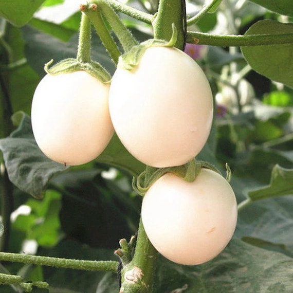 White egg eggplant