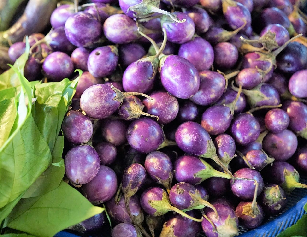 Round mauve eggplant