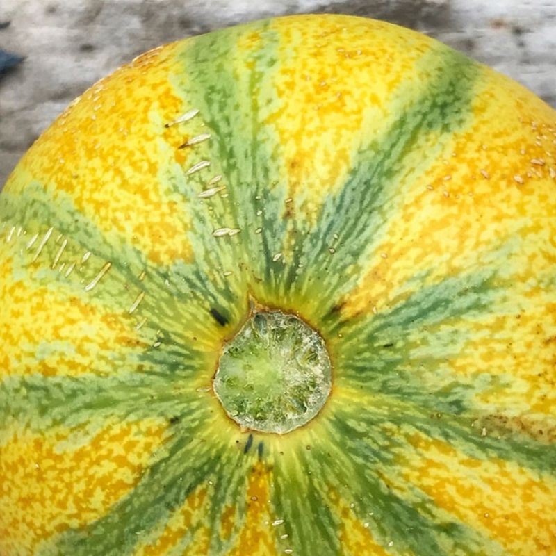 Ha'ogen melon