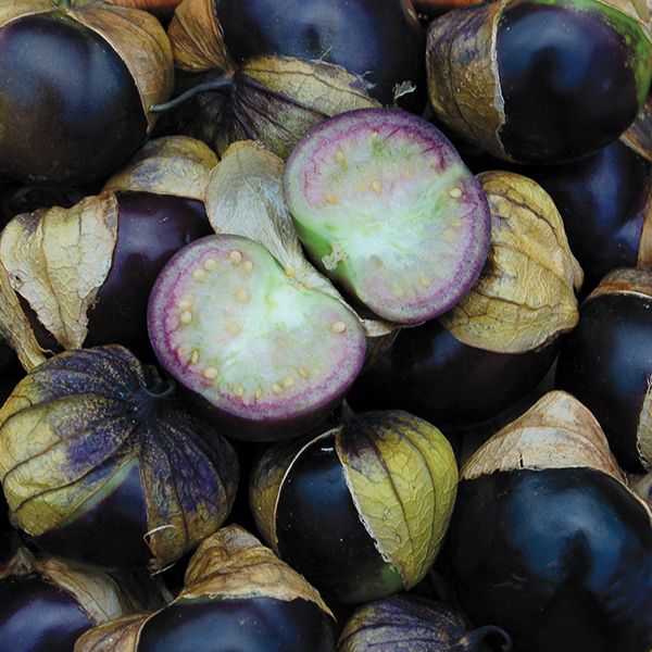 Really purple tomatillo