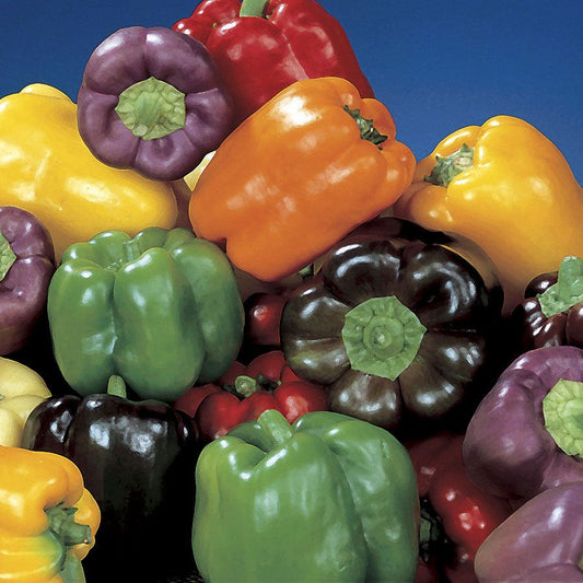 Heirloom bell pepper mix 50 seeda