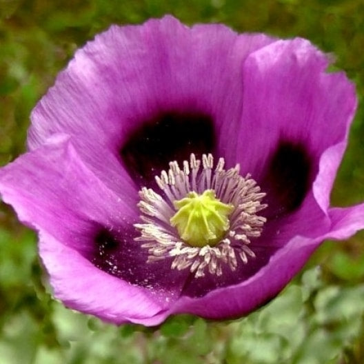 Hungarian blue bread seed poppy