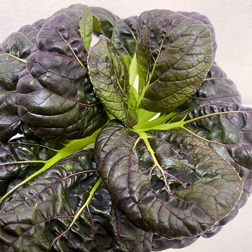 Purple bok choi