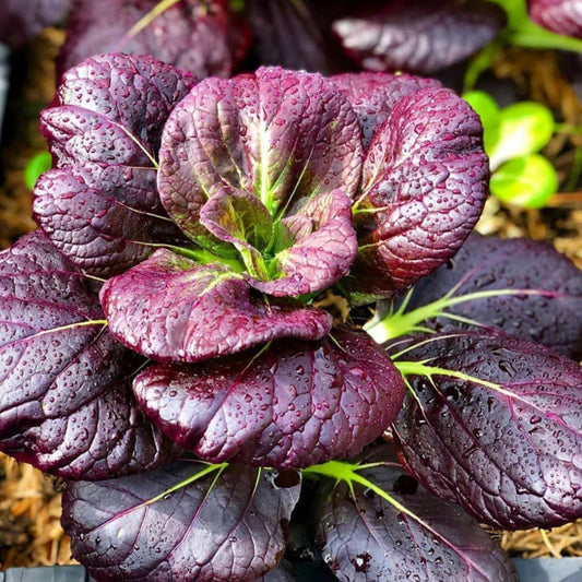 Purple bok choi