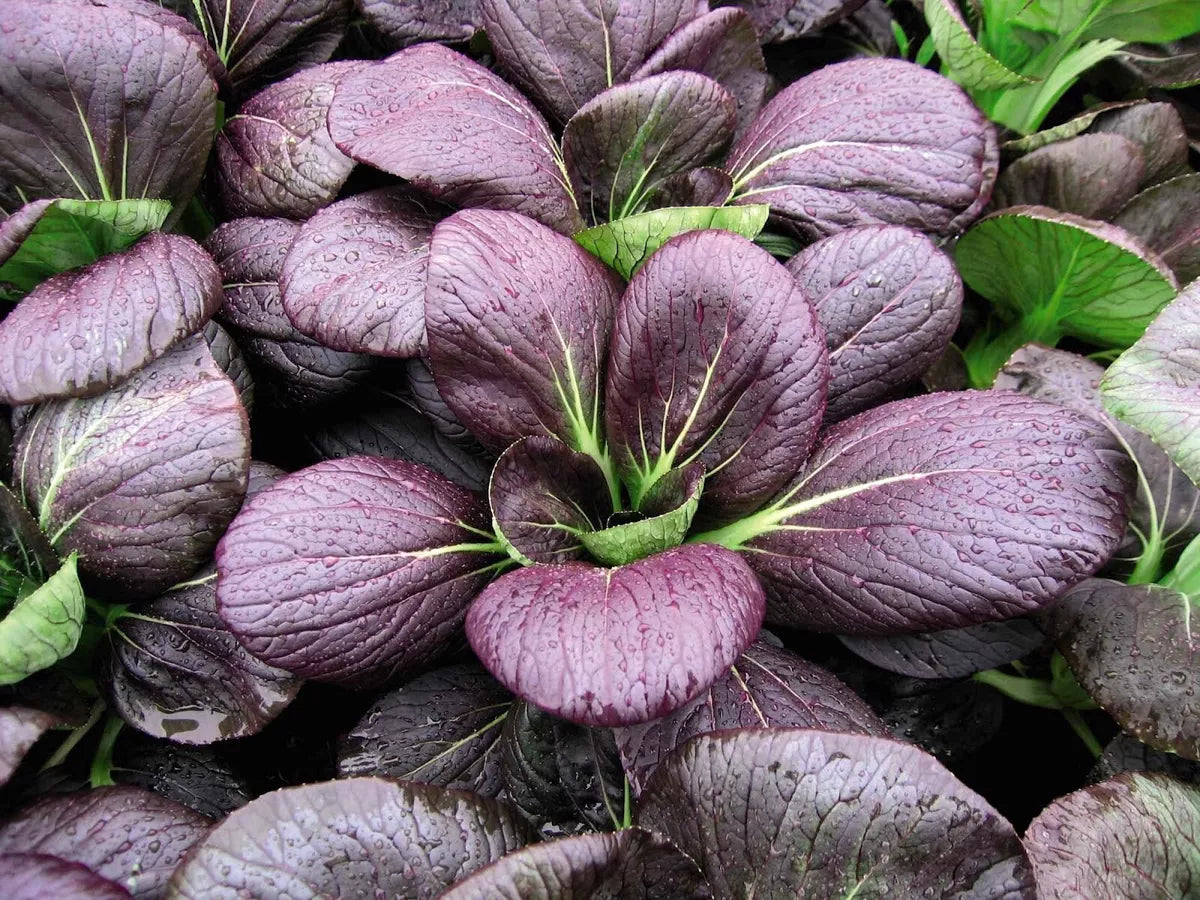 Purple bok choi