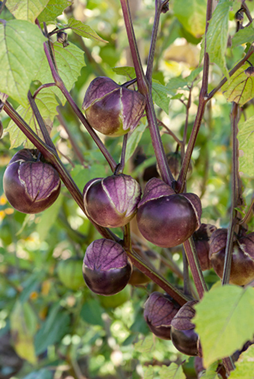 Really purple tomatillo