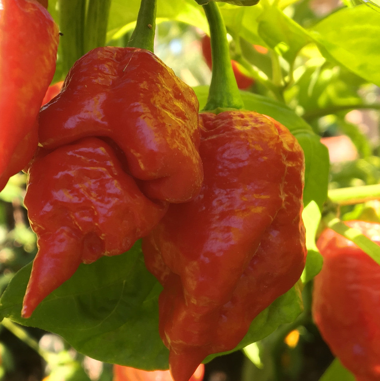 Trinidad scorpion pepper