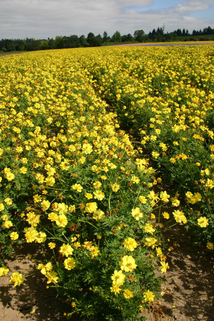 Dwarf yellow cosmos