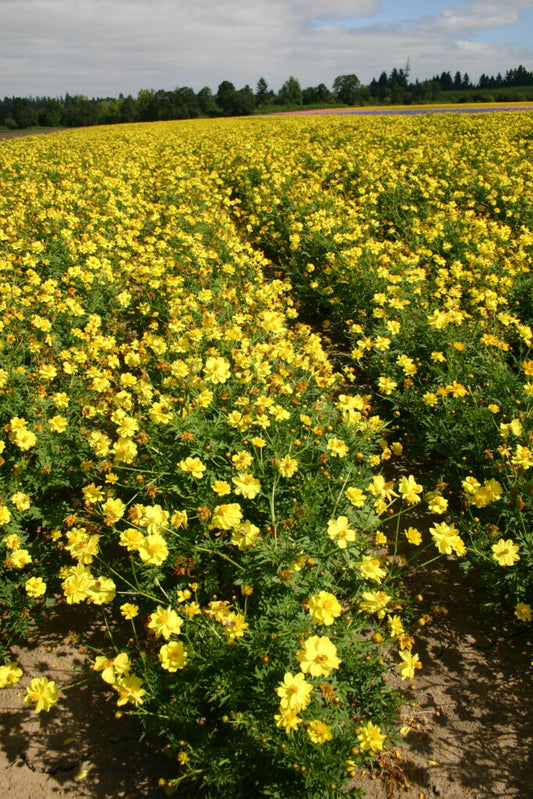 Dwarf yellow cosmos