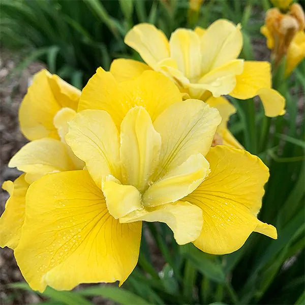 Siberian Iris mix colors