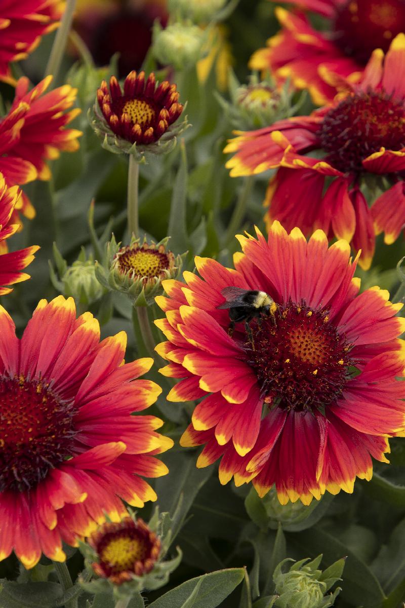 Indian blanket flower