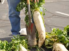 Ground hog radish