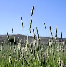 Timothy climax hay