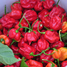 Trinidad scorpion pepper