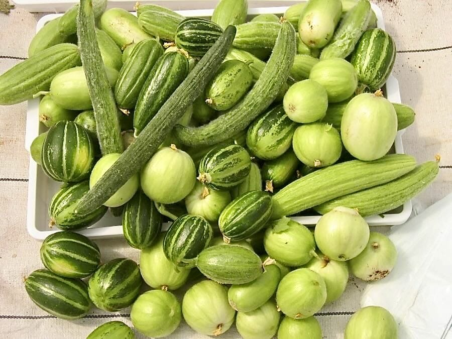 Cucumber mix 100 seeds