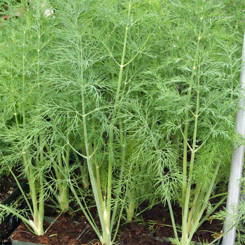 Dukat Dill - beyond organic seeds